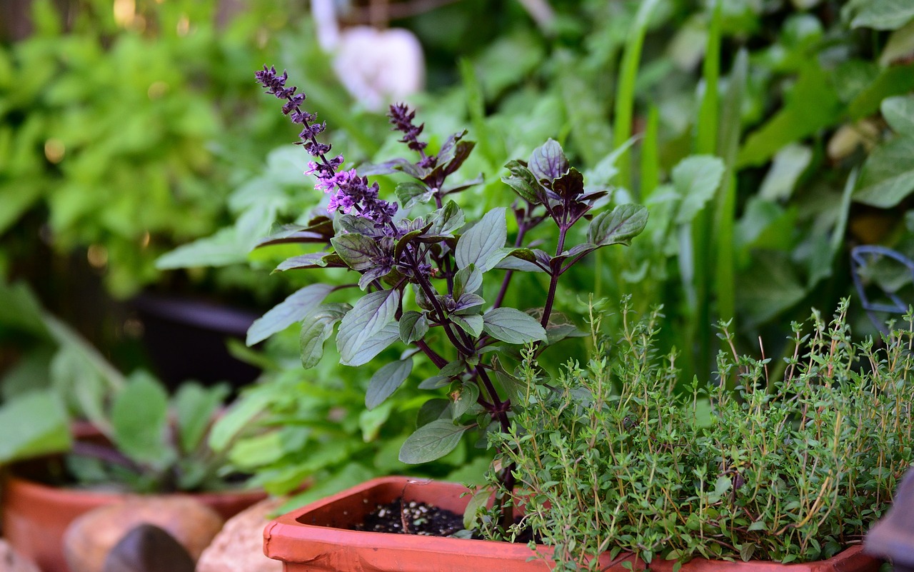 basil bush basil, thyme, herbs